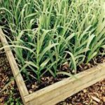 Snake Repellent Plant Garlic