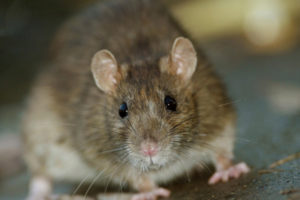 house-mouse