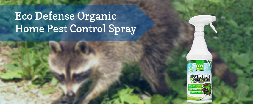 eco-defense-organic-home-pest-control-spray
