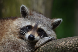 raccoon-reppeling-and-other-tips-to-keep-in-mind
