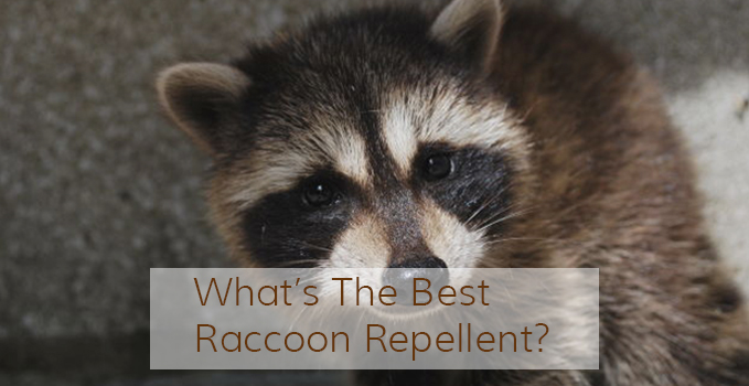 whats-the-best-raccoon-repellent