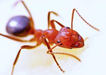 What Kills Ants Instantly