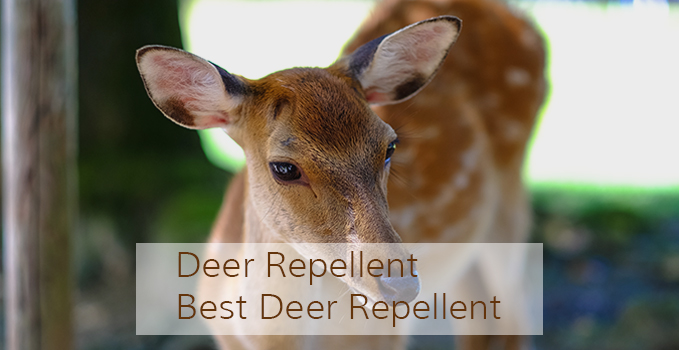 deer_featured_image