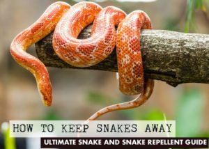 How to Keep Snakes Away Ultimate Snake Repellent Guide 3JPG