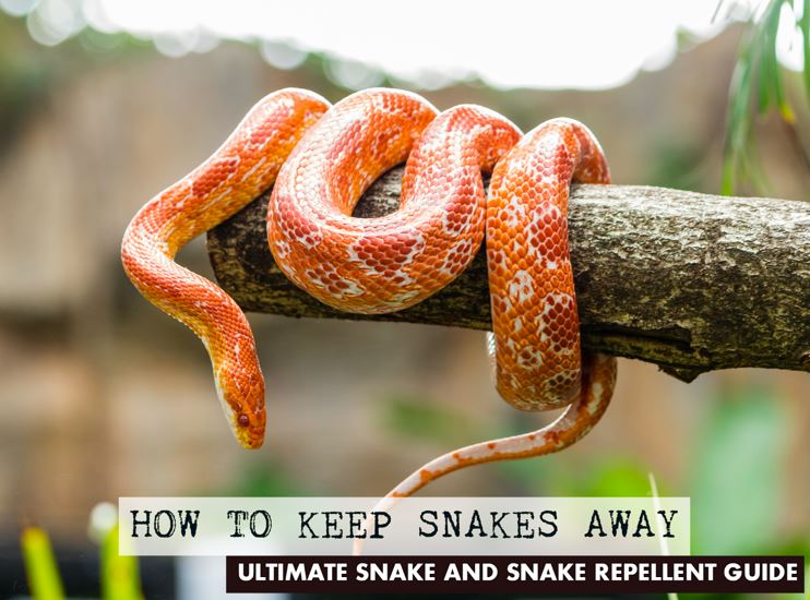 How to Keep Snakes Away Ultimate Snake Repellent Guide | Pest Repeller ...