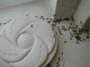 Natural Ant Repellent - How to Get Rid of Ants