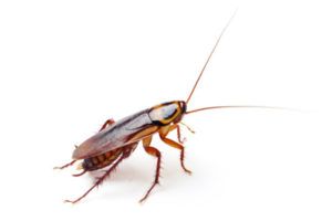 adult-stage-cockroach