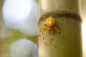 bamboo-spider
