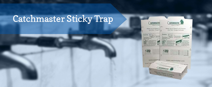 catchmaster-sticky-trap