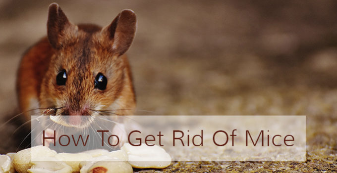 How To Get Rid of Mice? | Finding The Best Mouse Repellent