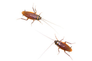 roach-vs-cockroach