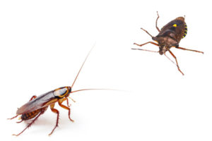 water-bug-vs-cockroach
