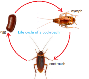 stages in the life cycle of a cockroach