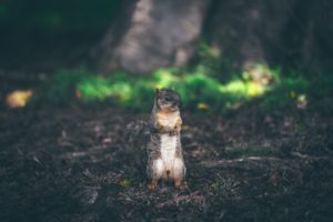 best-squirrel-bait