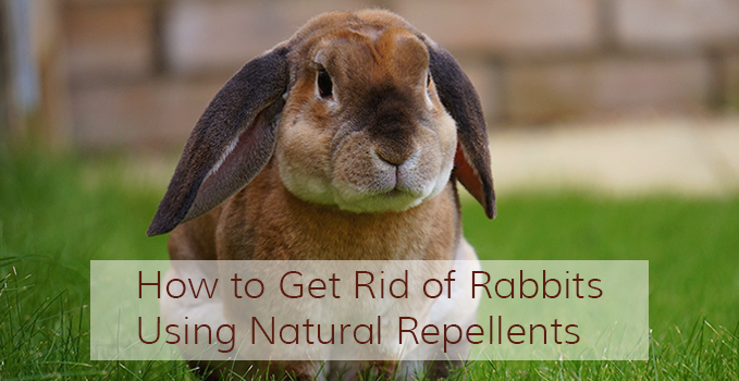 How To Get Rid Of Rabbits Pest Repeller Center