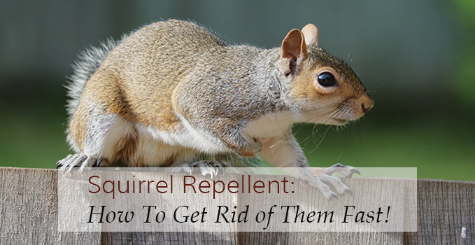 Squirrel Repellents | How To Get Rid Of These Busy-Tailed ...